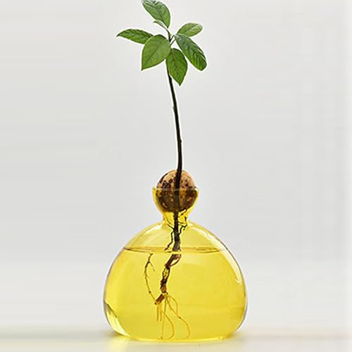 QSLKI Vase À Fleurs D'avocat en Verre, Kit De Croissance Hydroponique, Pot De Démarrage De Graines D'avocat, Culture D'avocat, Cadeau pour Les Amateurs De Jardinage, Décoration De Table (Jaune)