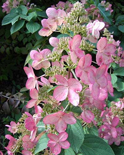 Rispenhortensie Pink Diamond - Hydrangea paniculata Pink Diamond - 40-60cm