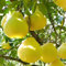 65 pcs Pomelo baum samen, obst frisch gartenarbeit geschenke für gartenliebhaber spalierobst plant dekopflanzen obstbaum ausgefallene geschenke seltene pflanzen frisches obst topfpflanzen