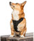 K9 Sportgeschirr mit optionaler Stickerei, Größe S (33–38,1 cm Halsumfang, 33–45,7 cm Brustumfang), Anthrazitschwarz