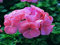 15 Semi - Geranie Saturn Lachs Intenso Semi di Primavera