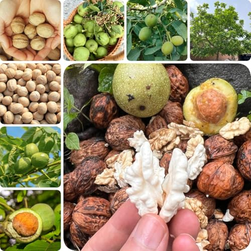 15 pcs Walnuss, Juglans regia, extrem winterharte kübelpflanzen, seeds Juglans regia - Walnussbaum Samen - indoor gewächshaus, winterharte pflanzen stauden winterhart mehrjährig, bonsai