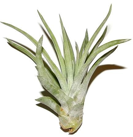 1 Tillandsia sphaerocephala, Tillandsien für Terrarien, Aufsitzerpflanzen