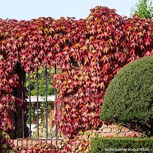 Selbstklimmender Wilder Wein