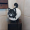 Cat Toilet Roll Holder | 3D Printed blackcats Toilet Paper Holder | Funny Cat Shape Tissue Holder | Cute Bathroom Decor Decorative Kitchen Or Bathroom Accessories