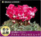 Jahreszeiten mehrjährige Blumensamen Cyclamen-20 Samen : Seeds Only