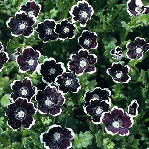 Vision4ever 100 Seeds Flower Nemophila discioidalis Penny Black Hanging Basket