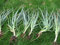 Aloe Vera Barbadensis Miller Piante 30-50 cm