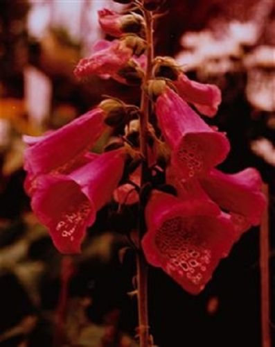 50+ RED Fingerhut (DIGITALIS) Blumensamen/PERENNIAL