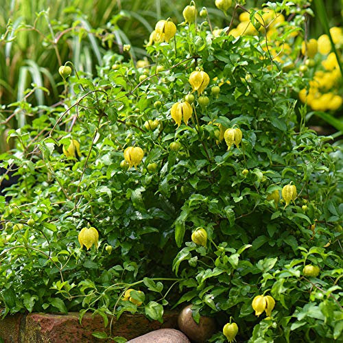 Clematis Little Lemons Hardy Shrub, 2 x 7cm Potted Plant by Thompson and Morgan