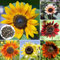 50 Pcs Graines de Tournesol Mélangées Non Traitées, Graines de Fleurs Pollinisées Naturellement pour Jardins, Balcons et Cours