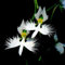 50 orchid samen orchideen blumensamen geschenk kletterpflanzen winterhart frühlingsblumen orchidee blumen gartendeko für draußen exotische pflanzen