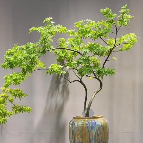 30 pcs Japanischer Ahorn Baum Samen, baumsamen, zimmerpflanzen Ahorn Samen, nachhaltige geschenke, bonsai samen pflanzen winterhart draußen, saatgut alte sorten steingartenpflanzen
