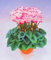 Seeds 20 pcs/bag cyclamen flower, beautiful bonsai flower Seeds for home garden Seeds pot Natural growth cyclamen Seeds kids love it: Only Seeds