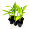 Musa Basjoo Jungpflanzen Winterfeste Banane 6er-Set