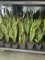 Sanseveria Trifasciata, Planta de Interior, Lengua de Suegra, Vara de San Jorge, Planta para Oficina