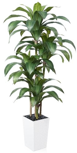 VeriNatural 180 cm Artificial Dracaena Tree, Faux Tropical Yucca Tree with White Taper Planter and River Rock, Realistic Artificial Plants & Greenery for Indoor Outdoor Home Decor