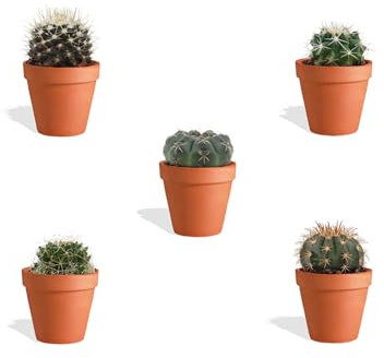 DutchLeafs Kugelkaktus Mix 5 Stück Verschiedene Mini-Kakteen im Ø 7 cm Terrakotta Blumentopf - Mammillaria Kaktus Kleine Pflanzen Sammlung Pflegeleichte Zimmerpflanzen - Höhe 8-15 cm