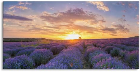 Paul Sinus 120x60cm Wandbild Romantisches Lavendelfeld – Sonnenuntergang, leuchtende Blütenprach, stilvolle Wandkunst