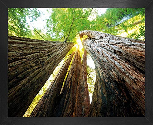 1art1 Wälder Poster Kunstdruck Bild und MDF-Rahmen - Baumstämme, Lichtblick Nach Oben (50 x 40cm)