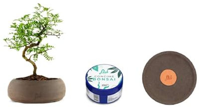 Bonsai Kit, Bonsai di Pepe, Pianta Vera 15 x 30 cm + Concime per Bonsai + Sottovaso Fatto a Mano Artigianalmente in Terracotta 21 x 2,5 cm,