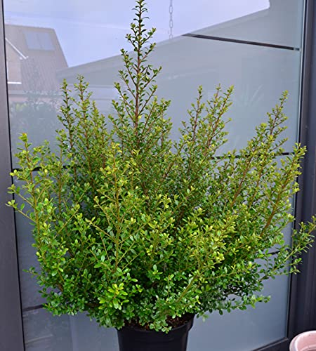 japanische Hülse Ilex crenata Glorie Dwarf -R- 50-60 cm hoch und breit 5 L