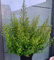 japanische Hülse Ilex crenata Glorie Dwarf -R- 50-60 cm hoch und breit im 5 Liter Pflanzcontainer