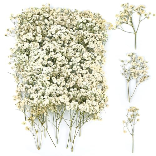 100 Stück Trockenblumen, Echte Natur Weiß Getrocknete Blumen, Klein Gepresste Blumen, Schleierkraut Getrocknet für DIY Kerze Botanische Exemplare Fotorahmen Nagelkunst