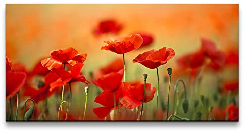 Paul Sinus Wandbild 120x60cm – Lebendige Mohnblumen auf Leinwand, Naturbild, Blumenfeld, Wanddeko, Leinwanddruck, Holzrahmen, Blütenprach
