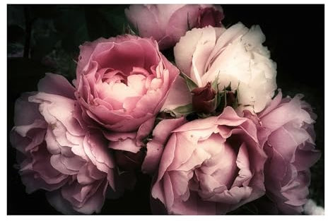 Bilderwelten Fototapete Blumen 190cm x 288cm Natur Rosen Pfingstrosen Blumentapete Vliestapete Tapete Wanddeko Ideen Wohnzimmer Schlafzimmer Küche