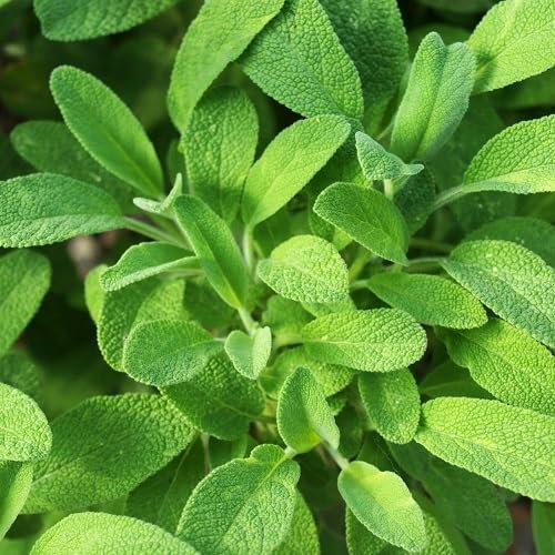 Semi di salvia verdi 30 pezzi per la semina