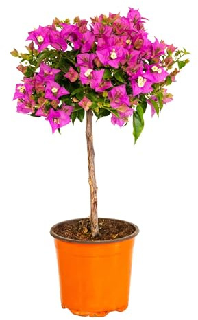 Bonplants Bougainvillea (Alberello Viola/Fucsia, Vaso 17, h 50 cm)