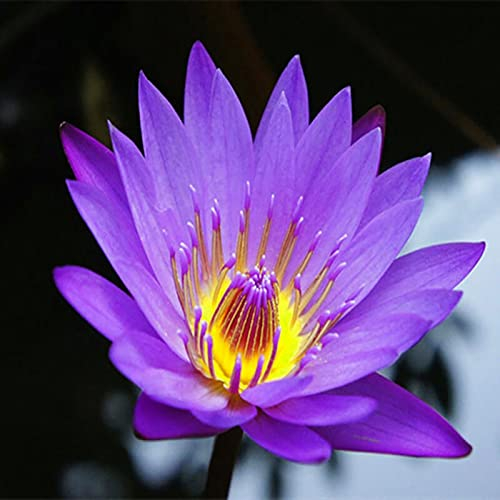 Benoon Samen 20 Stück/Beutel Lotus-Samen Leicht Zu Pflanzende Blütenpflanzen Lebensfähige Indoor-Outdoor-Aussaat Bonsai-Samen Für Den Garten Lila
