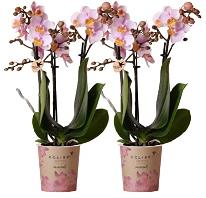 Kolibri Orchids | COMBI DEAL von 2 Rosa Phalaenopsis Orchideen - Andorra - Topfgröße Ø9cm | blühende Zimmerpflanze - frisch vom Züchter