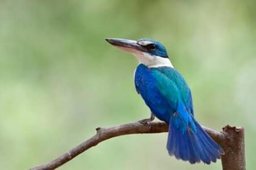 Acryl-Bild 110 x 70 cm: Faszinierter blauer Vogel mit Blütenschwanz, während er glücklich auf dem Ast hockt, tropischer Mangroven-Eisvogel auf (148437622)