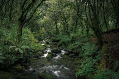 Grüner Fluss im grünen Wald – 5000-teiliges Holzpuzzle – Puzzle für Familien, Paare