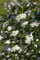Aronia prunifolia 'Viking' 60-80 cm - Apfelbeere, weiße Blüten, Blütezeit Mai, essbare Früchte, ideal für Hecken, bienenfreundlich und winterhart