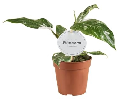 Philodendron Weiße Prinzessin - 30cm - Ø12cm - Zimmerpflanze