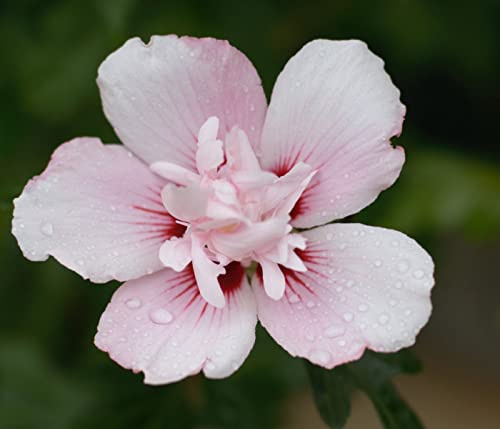 Dehner Hibiscus China Chiffon, gefüllte weiß-rosa Blüten, ca. 40-50 cm, Zierstrauch