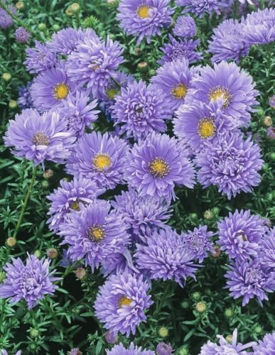Aster novi-belgii 'Schöne von Dietlikon' 9x9 cm Topf – Winterhart, Mehrjährig, Pflegeleicht – Glattblatt-Aster – Staude für Beet & Garten