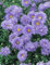 Aster novi-belgii 'Schöne von Dietlikon' ca. 9x9 cm Topf - Glattblatt-Aster, violette Blüten, Blütezeit August-Oktober, ideal für Beete, bienenfreundlich, pflegeleicht