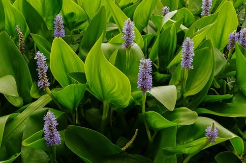 Lincolnshire Pond Plants Ltd - Marginal Aquatic Pond Plant - (Pontederia Cordata) - 3Ltr