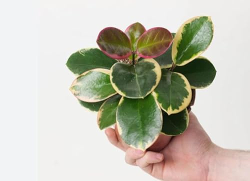 HOYA AUSTRALIS BLONDIE Pianta | TOEF