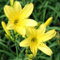 Hemerocallis Bulbos，Crecer, Desarrollado, Hermoso, Al Aire Libre, JardíN, PlantacióN Azucenas Bulbo，Azucenas Plantas-3bulbos-C