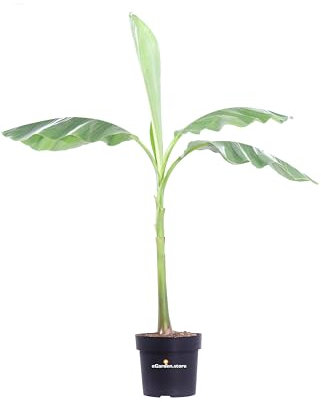 Pianta di Banano Giapponese o Musa Basjoo pianta tropicale ornamentale da esterno o interno pianta vera da arredo venduta da eGarden.store (Vaso 24 cm)