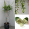 SAVINI VIVAI Citronnier, Caviar Vert, Faustrime, Agrume, Tilleul, Semis de Citron en Pot, 24 cm Hauteur 80-100 cm 3 Ans de Greffe,