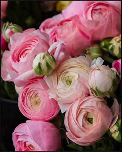 Ranunkeln Zwiebeln Kollektion (5-15Pflanzen/Zwiebeln) Mix Von 3 Sorten Für Garten,3 Von Jeder Farbe,Ranunkeln Zwiebeln Winterhart Mehrjährig,Garten Ranunkeln Pflanzen (10Zwiebeln,C)