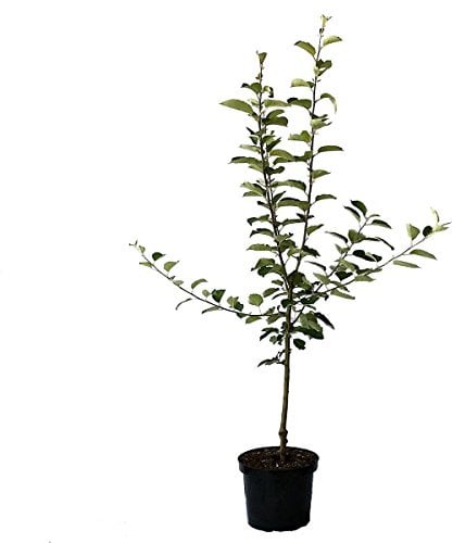 Apfelbaum Ecolette selbstfruchtbar Winterapfel Buschbaum 110-140 cm 10 Liter Topf Unterlage M7
