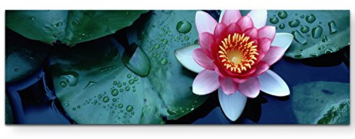 Paul Sinus Art Leinwandbilder | Bilder Leinwand 120x40cm wunderschöne Seerose auf dem Wasser