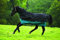 Horseware Amigo Mio All-In-One medium 200 Gramm black turquoise Winterdecke (115)